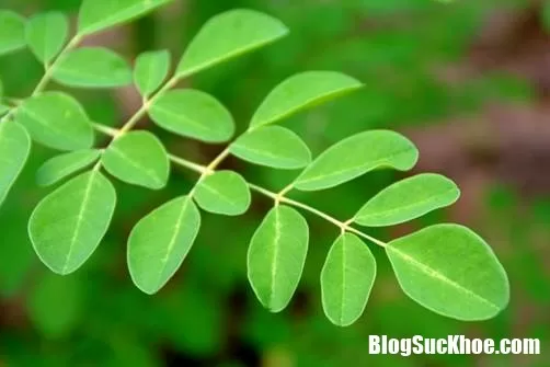 Vào mùa nắng nóng rồi thì nên ăn nhiều loại rau này