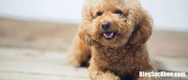 Hai đứa trẻ gần như bị mù, thủ phạm chính là từ loại ký sinh thường thấy ở chó mèo