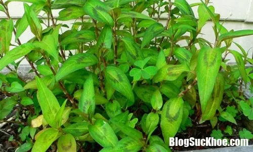 Lí do nhà chật hẹp cỡ nào cũng nên để chỗ trồng cây rau răm