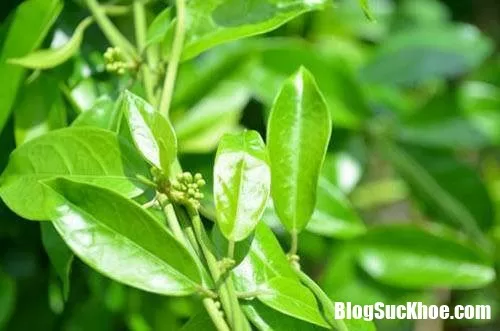 Khả năng hạ đường huyết vô cùng vượt trội của cây thìa canh lá to