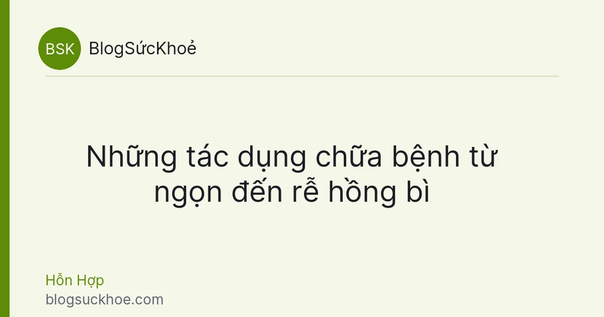 Những tác dụng chữa bệnh từ ngọn đến rễ hồng bì