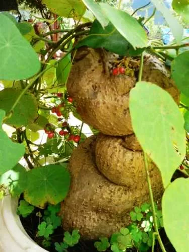 Thuốc nam chữa chứng mất ngủ hiệu quả