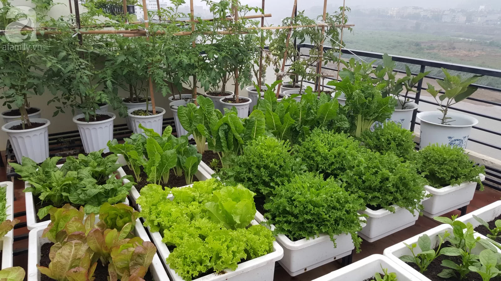 Khu vườn 40m² tràn ngập rau quả khiến các bà nội trợ ao ước